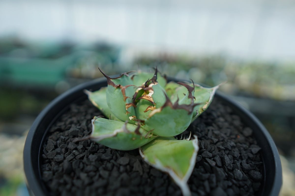 アガベ チタノタ 黒鯨 Agave titanota black whales No.4 |