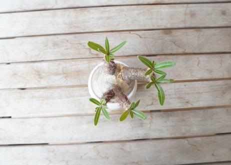 パキポディウム　グラキリス　 Pachypodium Gracilius