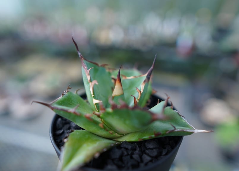 アガベ チタノタ ハデス② (Agave Titanota Hades)