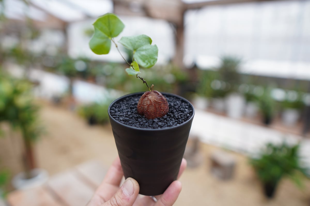 た*う様 亀甲竜 亀甲竜 No.16 | mana's farm:塊根植物・アガベ・ドライガーデン