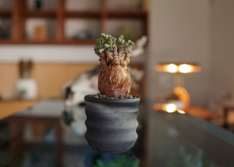 ケラリア  ピグマエア   Ceraria pygmaea