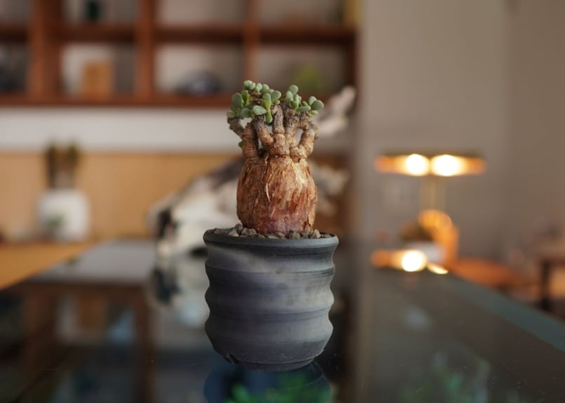 ケラリア ピグマエア Ceraria pygmaea | mana's farm:塊根植