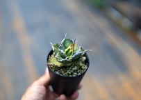 パキポディウム ウィンゾリー 沖縄実生 | mana's green:塊根植物
