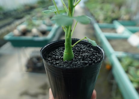 アデニア　グラウカ　Adenia glauca  No.7