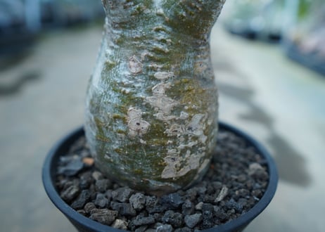 パキポディウム　グラキリス　 Pachypodium Gracilius
