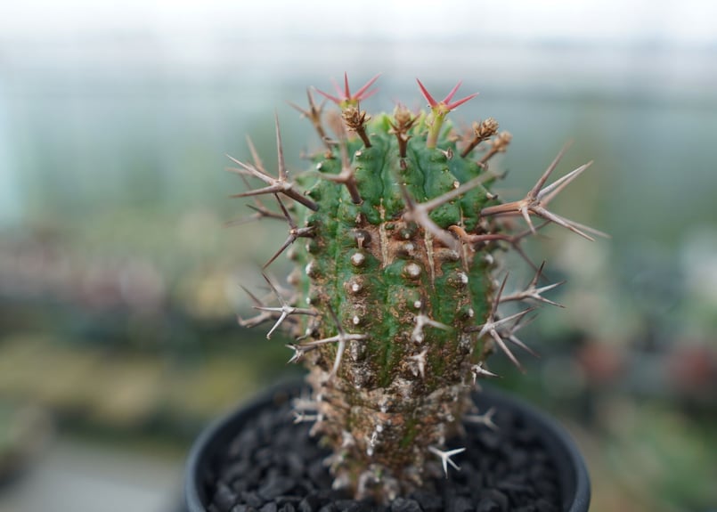 ユーフォルビア 群星冠 Euphorbia stellispina | mana's farm