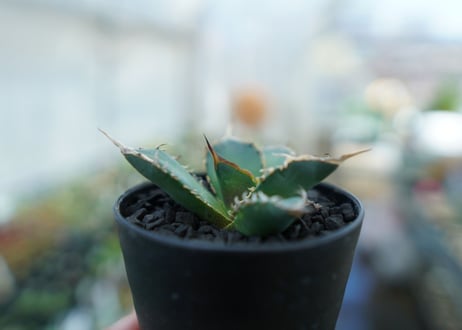 アガベ　チタノタ　FO-76　Agave titanota  FO-76　No.11