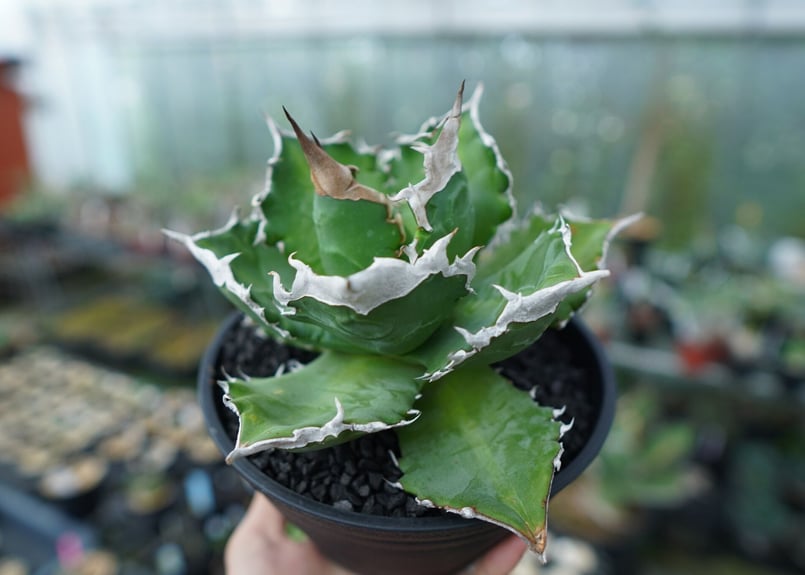 【アガベ　チタノタ　白火焔　特大　from rize】 アガベ チタノタ 白火焔 特大 from rize】 アガベ・チタノタ 白