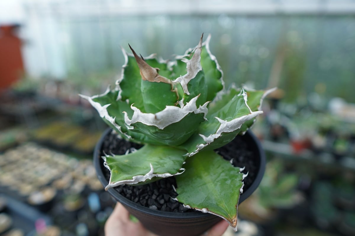 【アガベ　チタノタ　白火焔　特大　from rize】 アガベ チタノタ 白火焔 特大 from rize】 アガベ チタノタ 'ホワイト