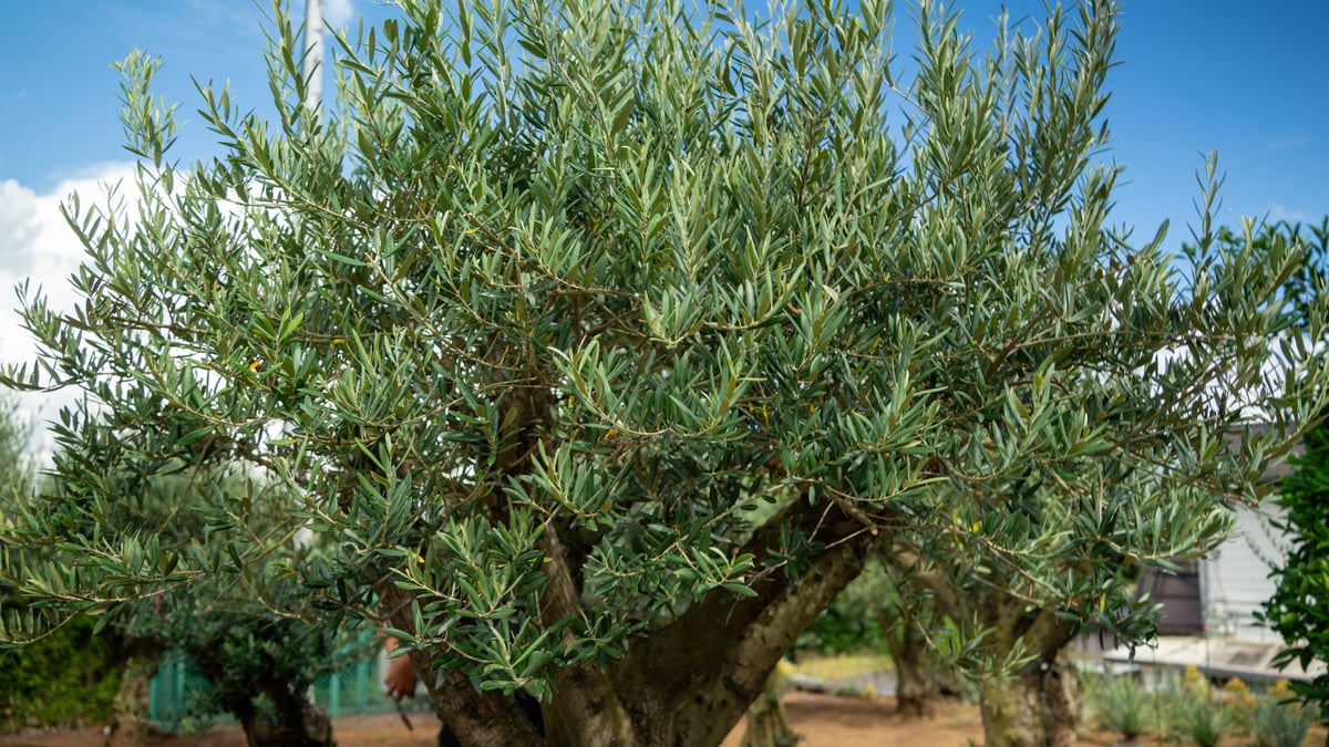 オリーブ 希少種 シルベストリス 太木 古木 オリーブ 希少種