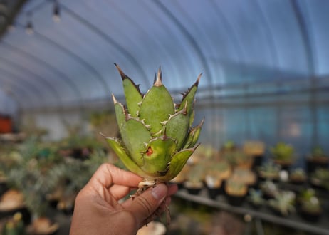 ×agave titanota 剣竜　No.6