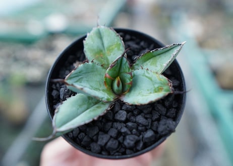 アガベ　チタノタ　 ブラックアンドブルー 　Agave titanota black and blue　No.6