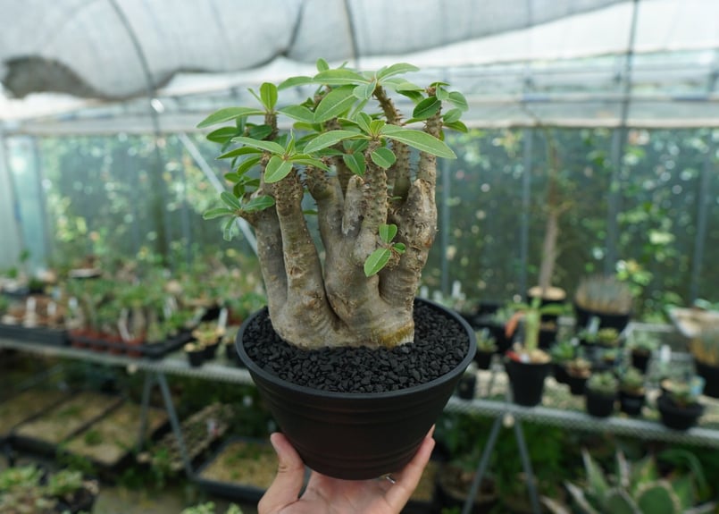 パキポディウム マカイエンセ Pachypodium makayense No.3 | man