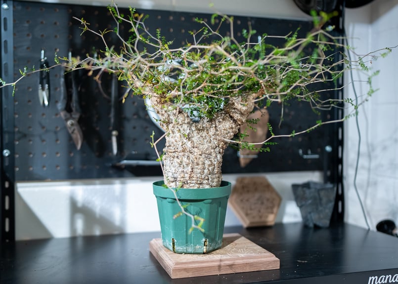 オペルクリカリア パキプス | mana's farm:塊根植物・アガベ・ドライ