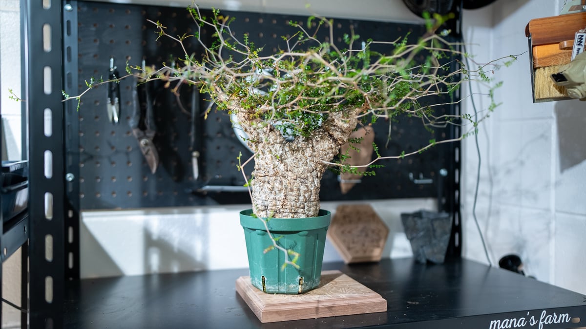 オペルクリカリア パキプス | mana's farm:塊根植物・アガベ・ドライ