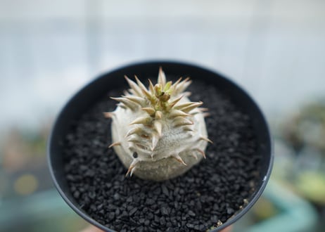 パキポディウム　恵比寿大黒　Pachypodium Densicaule　No.8