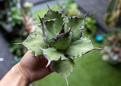 Agave titanota FO-76 B NO.5