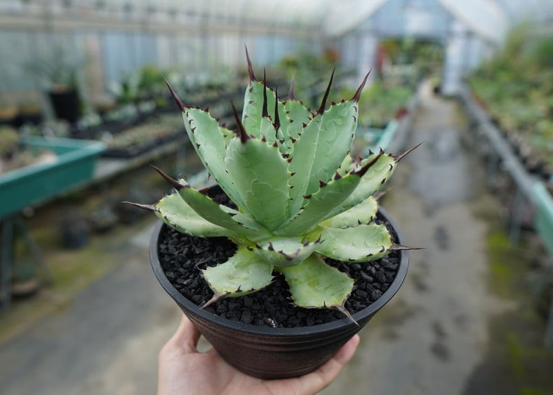 仙渓 超陽炎 ポタトラム×マクロアカンサ×ユタエンシス アガベ