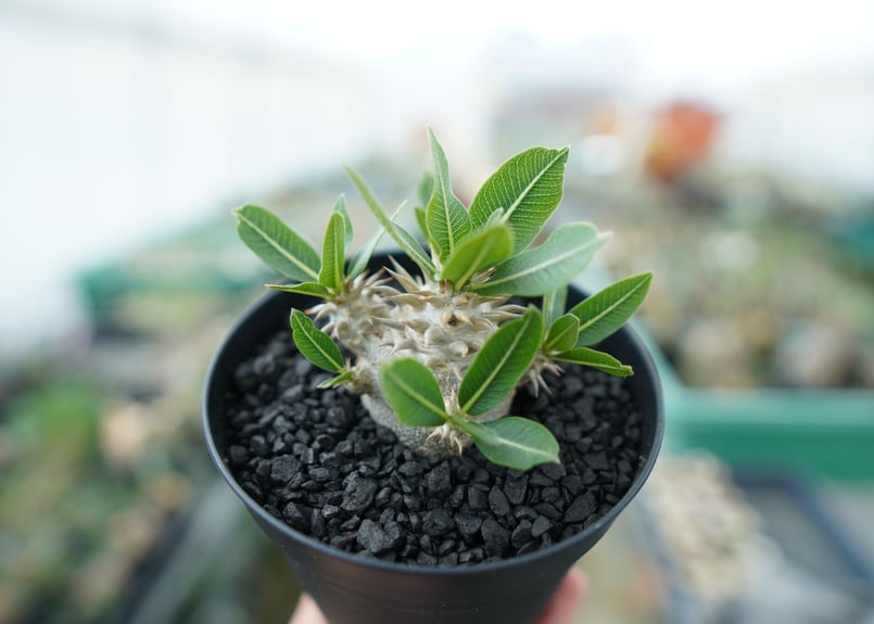 パキポディウム　恵比寿大黒 パキポディウム 恵比寿大黒 | hanayoshi-botanical
