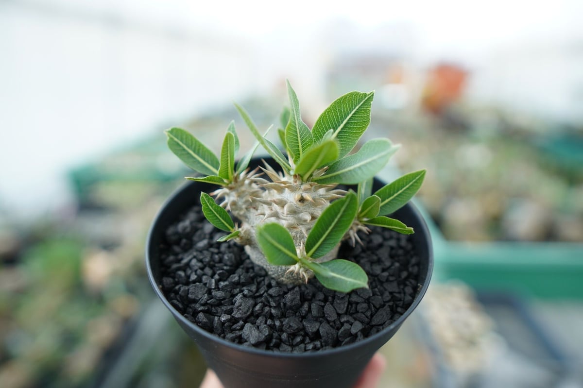 【値下】Pachypodium densicaule パキポディウム　恵比寿大黒 パキポディウム 恵比寿大黒 Pachypodium Densicaule No.4 | man