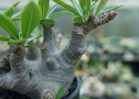 パキポディウム マカイエンセ　Pachypodium makayense　No.1