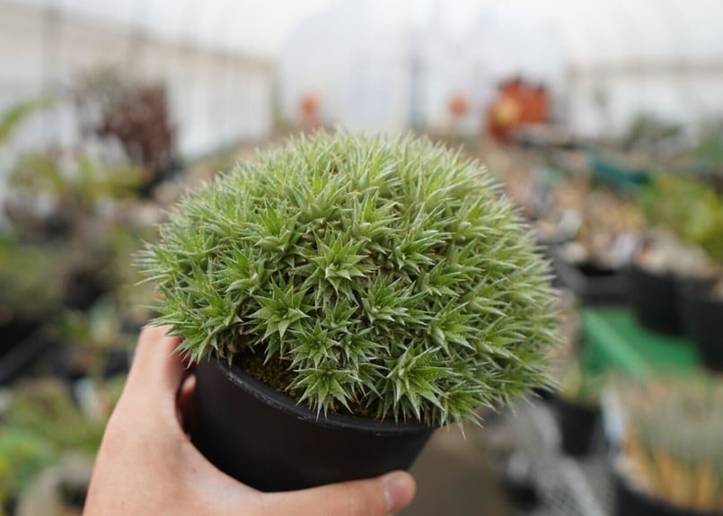 Deuterocohnia chlorantha デウテロコニア　クロランサ デウトコロニア クロランサ Deuterocohnia chlorantha | mana's