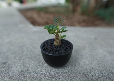 【沖縄実生株】センナ　メリディオナリス　Senna meridionalis  No.1