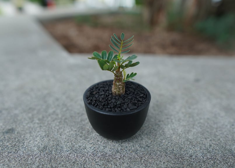沖縄実生株】センナ メリディオナリス Senna meridionalis No.1