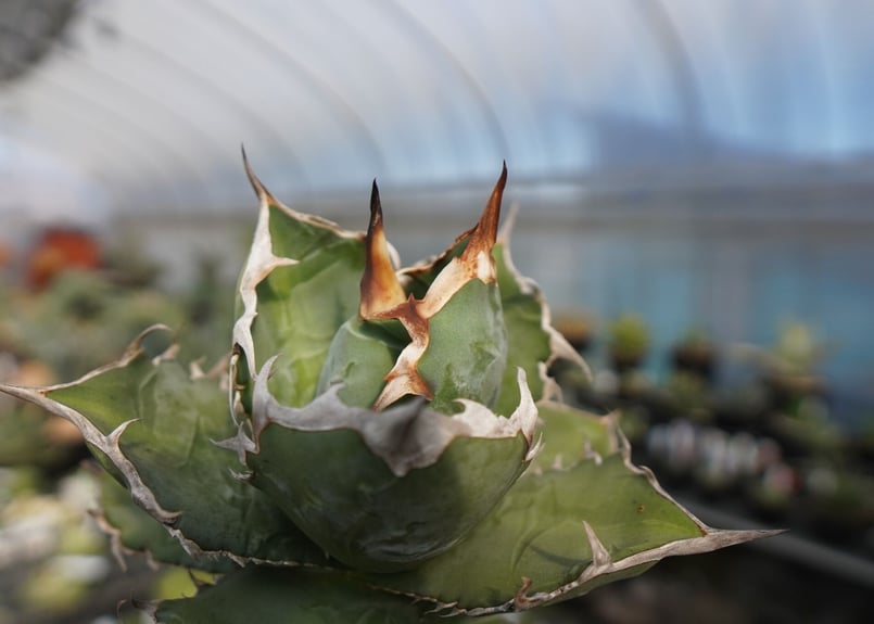 agave titanota chocolate kiss | mana's farm:塊根植