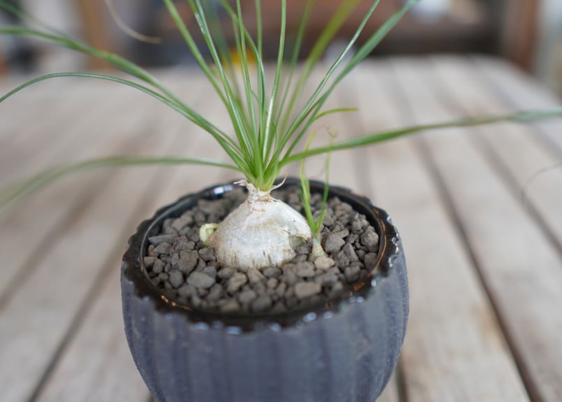 アルブカ フミリス Albuca humilis | mana's farm:塊根植物・アガ アルブカ フミリス Albuca humilis | mana's farm:塊根植物・アガ