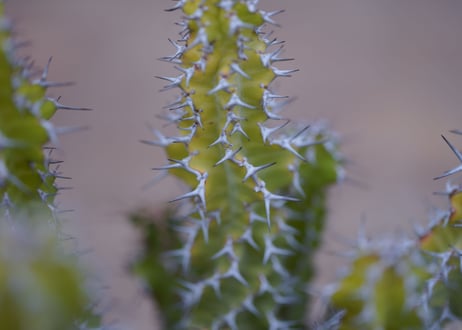ユーフォルビア ノベリー　Euphorbia knobelii