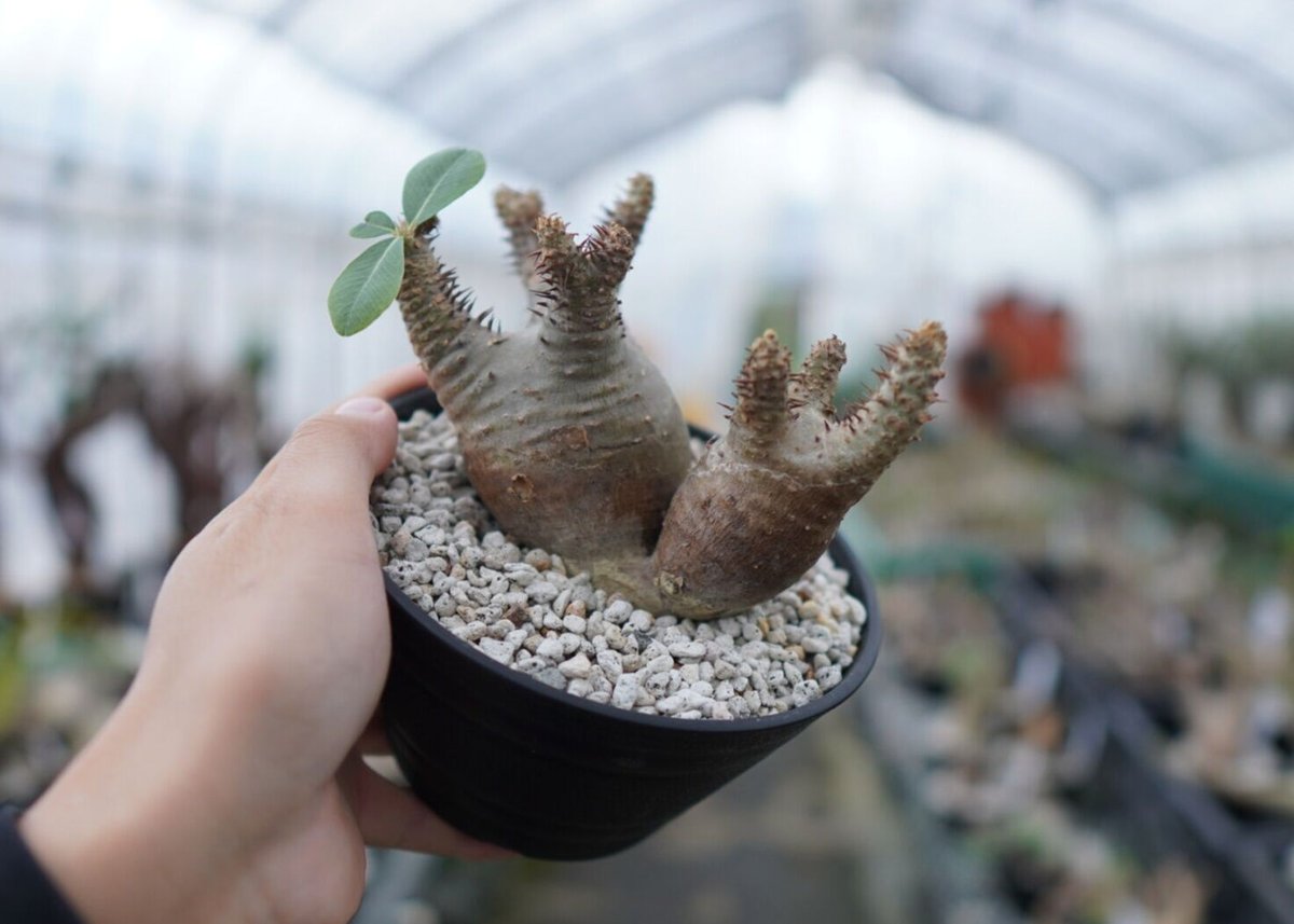 パキポディウム マカイエンセ Pachypodium Makayense NO.2 | man