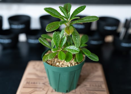 ドルステニア　ギガス　Dorstenia gigas　沖縄実生