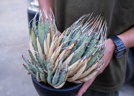 Agave uthaensis  NO.12