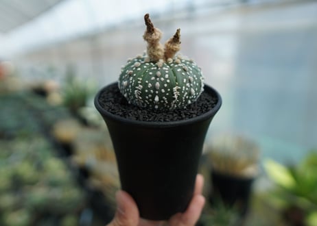 アストロフィツム　スーパー兜 Astrophytum asterias 'Super Kabuto' No.4