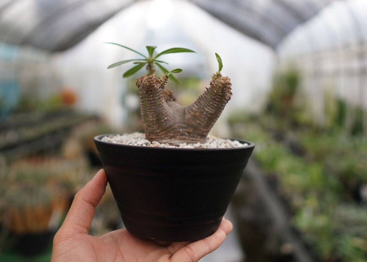 パキポディウム　マカイエンセ　扁平　No.2 パキポディウム マカイエンセ NO.2 | mana's farm:塊根植物・アガベ