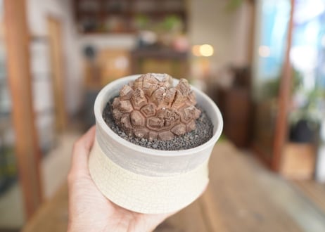 亀甲竜 Dioscorea elephantipes