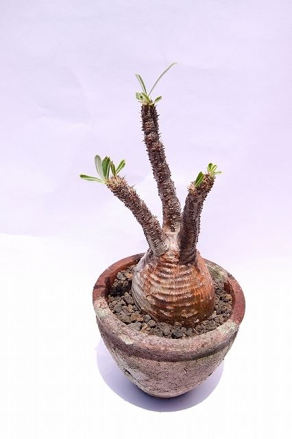 R　パキポディウム グラキリス 大株 16cm 丸株 茶肌 白肌 original