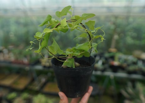ディオスコレア　シルバティカ　Dioscorea sylvatica No.2