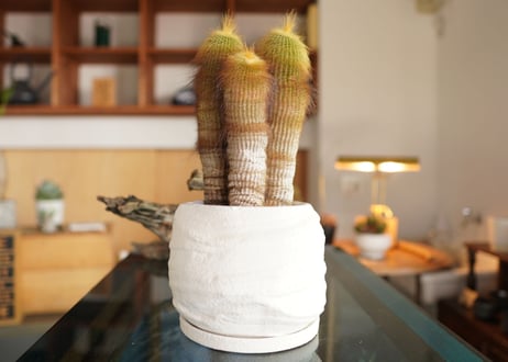 CATEGORY サボテン | mana's farm:塊根植物・アガベ・ドライガーデン