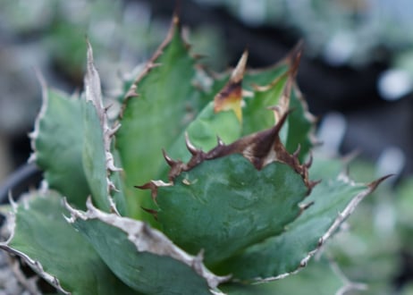 Agave Sowing seeds D 特大