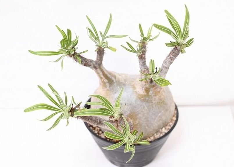 Pachypodium Gracilius パキポディウム グラキリス 未発根 no.1