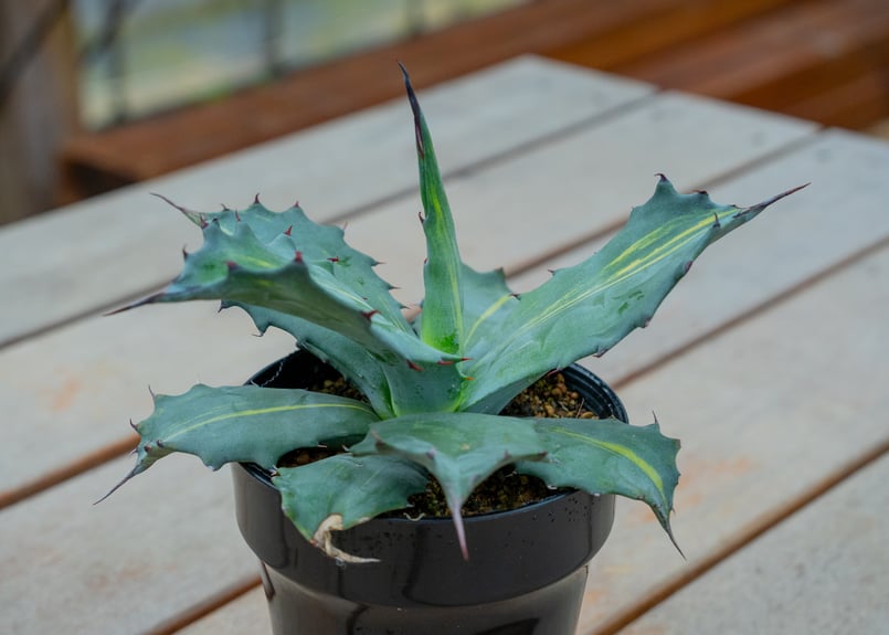 アガベ サルミアーナ フェロックス | mana's farm:塊根植物・アガベ