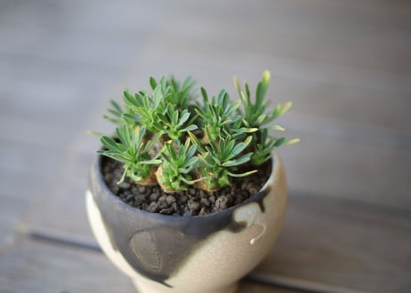 峨眉山  Euphorbia Gabizan