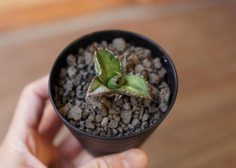 Agave titanota black＆blue 子株　No.2