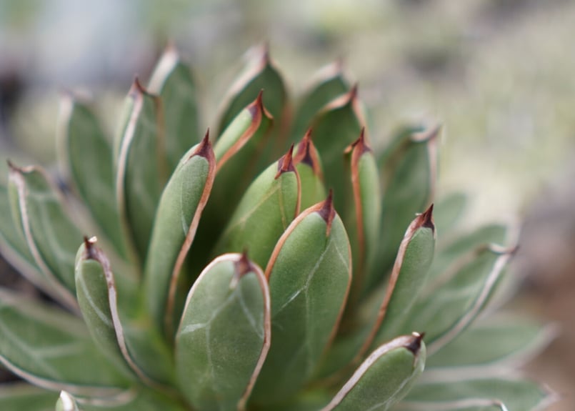 agave formosa '雪嶺' | mana's farm:塊根植物・アガベ・ドライガー