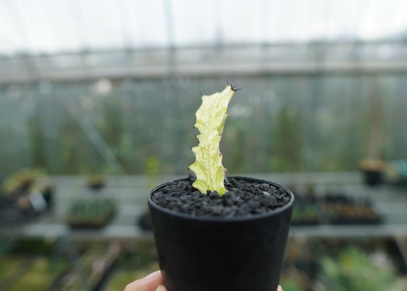 ⭐ユーフォルビア・イエローゴースト⭐ Euphorbia lactea Yellow Ghost【artPLANTs】ユーフォルビア
