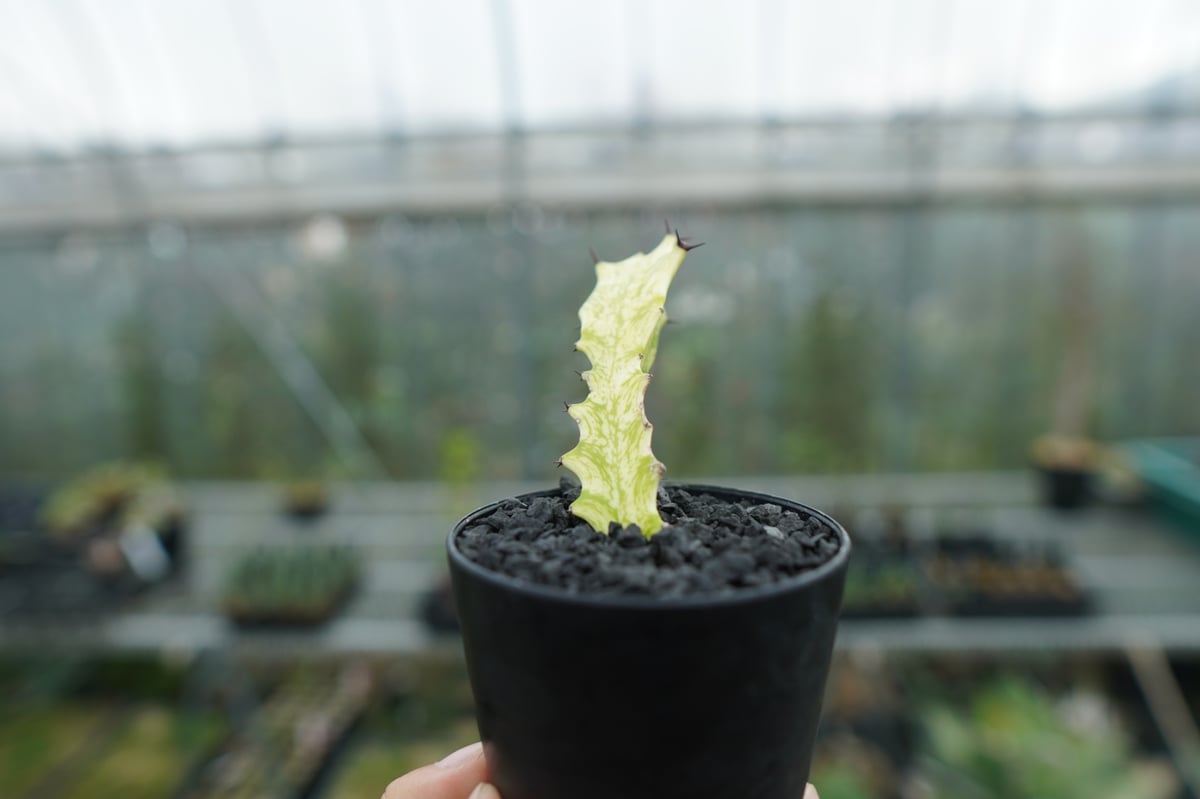 ⭐ユーフォルビア・イエローゴースト⭐ ユーフォルビア イエローゴースト Euphorbia lactea Yellow