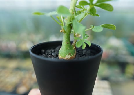アデニア　グラウカ　Adenia Glauca　No.1