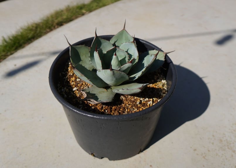 アガベ パリートランカータ NO.2 | mana's farm:塊根植物・アガベ